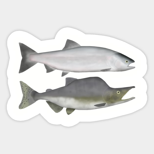 Pink Salmon - Ocean and Spawn Phases Sticker by FishFolkArt